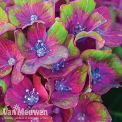 Hydrangea Macrophylla GLAM ROCK 'Horwack' -US Garden Supplies Sales 2024 glam2