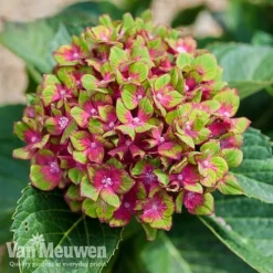 Hydrangea Macrophylla GLAM ROCK 'Horwack' -US Garden Supplies Sales 2024 glam3
