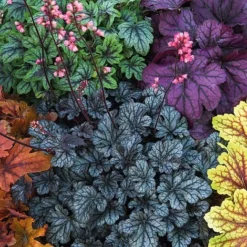 Heuchera 'Mosaic' -US Garden Supplies Sales 2024 heuchera NOW1