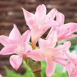 Amarcrinum Memoria-corsii 'Howardii' -US Garden Supplies Sales 2024 howard