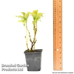 Hydrangea Macrophylla GLAM ROCK 'Horwack' -US Garden Supplies Sales 2024 hydr