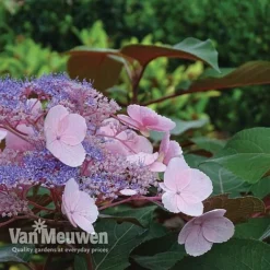 Hydrangea Aspera 'Hot Chocolate' -US Garden Supplies Sales 2024 hyrdrangea hot chocolate2
