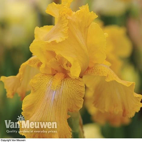 Iris Re-Blooming Collection 2 Iris Re-Blooming Collection - Image 2