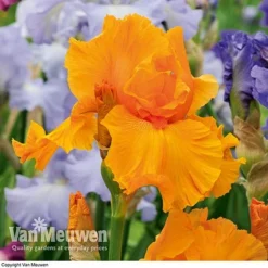Iris Re-Blooming Collection 9 Iris Re-Blooming Collection -US Garden Supplies Sales 2024 iris orangeharvest