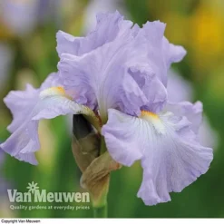 Iris Re-Blooming Collection 11 Iris Re-Blooming Collection -US Garden Supplies Sales 2024 iris victoriafalls