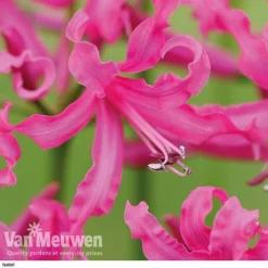 Nerine Bowdenii Collection -US Garden Supplies Sales 2024 isabel