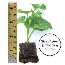 Chrysanthemum 'Incurved Mixed' -US Garden Supplies Sales 2024 jumboplugsize35