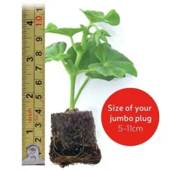 Chrysanthemum 'Decorative' -US Garden Supplies Sales 2024 jumboplugsize36