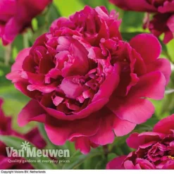 Peony Collection 6 Peony Collection -US Garden Supplies Sales 2024 karl rosenfield