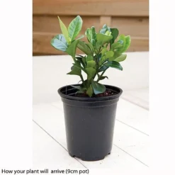 Gardenia Jasminoides 'Kleim's Hardy' -US Garden Supplies Sales 2024 kleims example