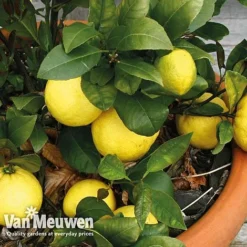 Fruit Meyer Lemon -US Garden Supplies Sales 2024 lemo 64680v c