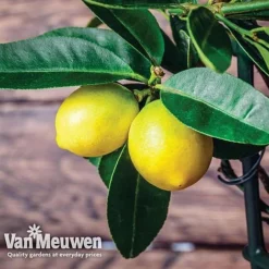 Fruit Meyer Lemon -US Garden Supplies Sales 2024 lemo 64680v d