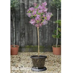 Lilac 'Palibin' 7 Lilac 'Palibin' -US Garden Supplies Sales 2024 lilac b