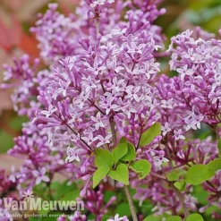 Lilac 'Palibin' 6 Lilac 'Palibin' -US Garden Supplies Sales 2024 lilac c