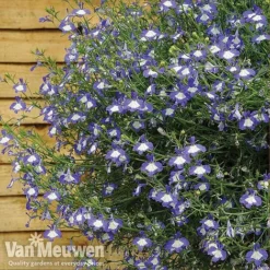 Lobelia 'Waterfall Ice Blue' -US Garden Supplies Sales 2024 lob waterfall 4