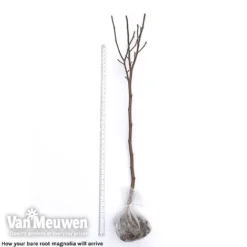 Magnolia 'Red Lucky' -US Garden Supplies Sales 2024 magnolia arrival