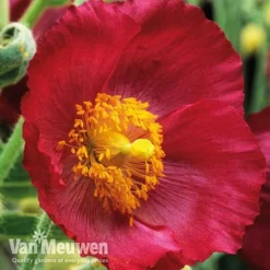 Meconopsis 'Union Jack' Collection 7 Meconopsis 'Union Jack' Collection -US Garden Supplies Sales 2024 meco3