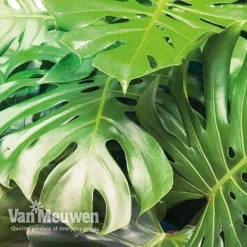 Monstera Deliciosa (House Plant) 17 Monstera Deliciosa (House Plant) -US Garden Supplies Sales 2024 mons vka2925 c