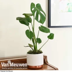 Monstera Deliciosa (House Plant) 18 Monstera Deliciosa (House Plant) -US Garden Supplies Sales 2024 mons vka2925 d