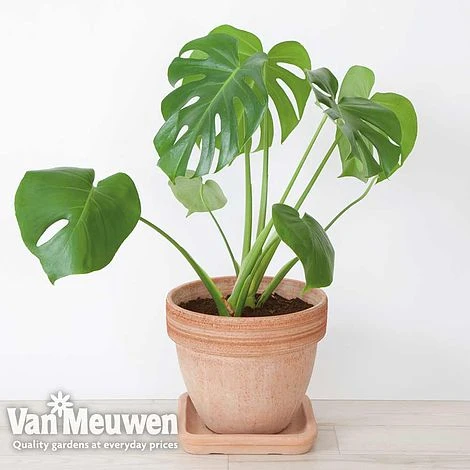 Monstera Deliciosa (House Plant) 1 Monstera Deliciosa (House Plant)