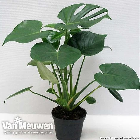 Monstera Deliciosa (House Plant) 10 Monstera Deliciosa (House Plant) - Image 10