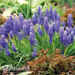 Bumper Spring Bulb Collection 10 Bumper Spring Bulb Collection -US Garden Supplies Sales 2024 musc1