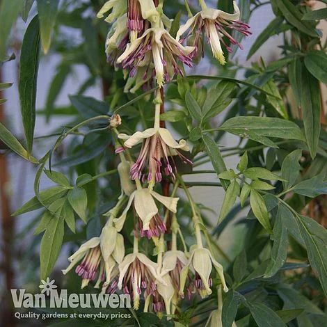 Clematis Napaulensis 3 Clematis Napaulensis - Image 3