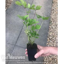 Clematis 'New Love' 11 Clematis 'New Love' -US Garden Supplies Sales 2024 new love