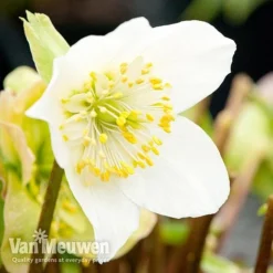 Hellebore 'Christmas Rose' 8 Hellebore 'Christmas Rose' -US Garden Supplies Sales 2024 niger