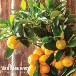 Orange Tree -US Garden Supplies Sales 2024 oran 64670v c