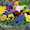 Pansy 'Universal Mixed' F1 Hybrid