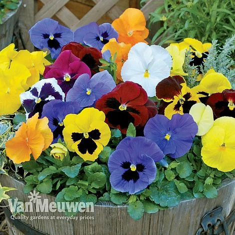 Pansy 'Universal Mixed' F1 Hybrid 1 Pansy 'Universal Mixed' F1 Hybrid