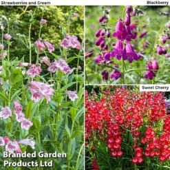 Penstemon 'Ice Cream Collection'