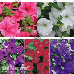 Petunia Surfinia® Collection -US Garden Supplies Sales 2024 petu 60645 main