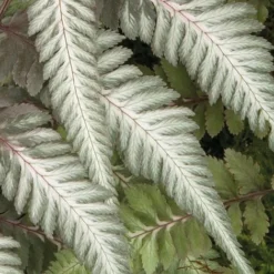 Fantastic Fern 'Pewter Lace' -US Garden Supplies Sales 2024 pewter21