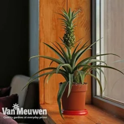 Pineapple Plant 11 Pineapple Plant -US Garden Supplies Sales 2024 pine v80761 b