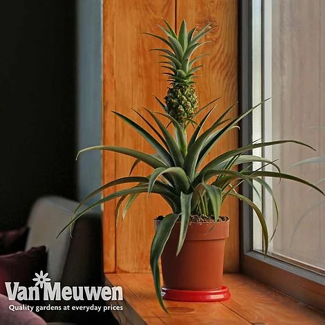 Pineapple Plant 5 Pineapple Plant - Image 5