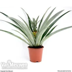 Pineapple Plant 12 Pineapple Plant -US Garden Supplies Sales 2024 pine v80761 c