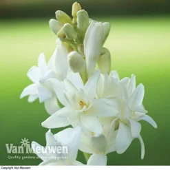 Polianthes Tuberosa 'The Pearl' 6 Polianthes Tuberosa 'The Pearl' -US Garden Supplies Sales 2024 polianth tub1