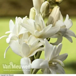 Polianthes Tuberosa 'The Pearl' 7 Polianthes Tuberosa 'The Pearl' -US Garden Supplies Sales 2024 polianth tub2