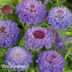 Garden Ready Perennial Collection 7 Garden Ready Perennial Collection -US Garden Supplies Sales 2024 scabiosa