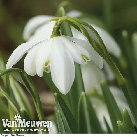 Snowdrops In The Green (Double Flowered) 2 Snowdrops In The Green (Double Flowered) - Image 2