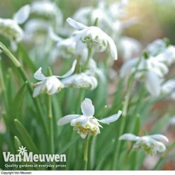 Snowdrops In The Green (Double Flowered) 6 Snowdrops In The Green (Double Flowered) -US Garden Supplies Sales 2024 snow v18342 d
