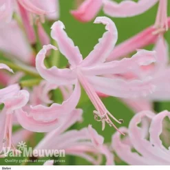 Nerine Bowdenii Collection -US Garden Supplies Sales 2024 stefani