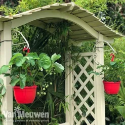 Strawberry 'Elsanta' (Pre-planted Baskets) -US Garden Supplies Sales 2024 strawberr