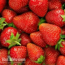 Strawberry 'Elsanta' (Pre-planted Baskets) -US Garden Supplies Sales 2024 strawberryb