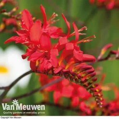 Summer Colour Bulb Collection 11 Summer Colour Bulb Collection -US Garden Supplies Sales 2024 summer bulb V46129 e