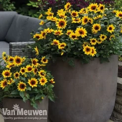 Sunflower SunBelievable™ 'Brown Eyed Girl' -US Garden Supplies Sales 2024 sunb