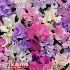 Sweet Pea 'Sweet Dreams Mixed' -US Garden Supplies Sales 2024 sweet21