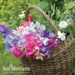 Sweet Pea 'Sweet Dreams Mixed' -US Garden Supplies Sales 2024 sweet41